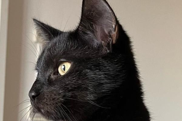 Harvey