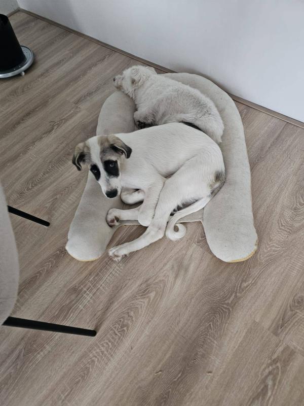 Livia