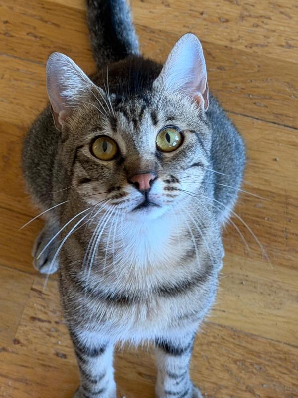 Mercury
