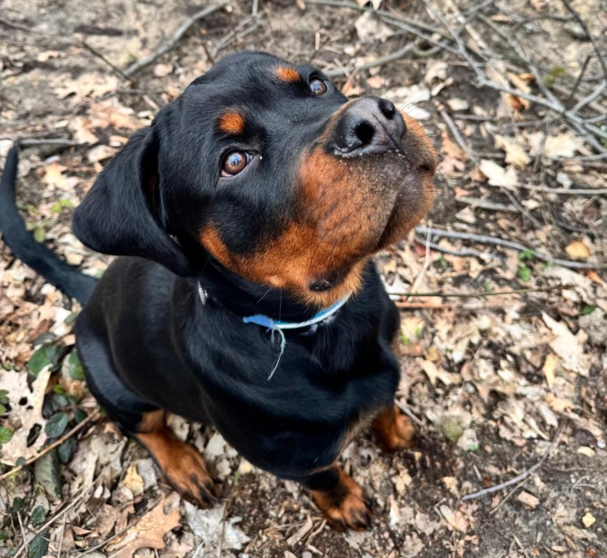 Harvey