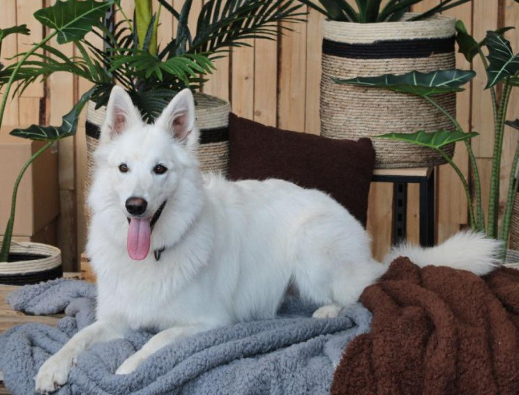 Parel