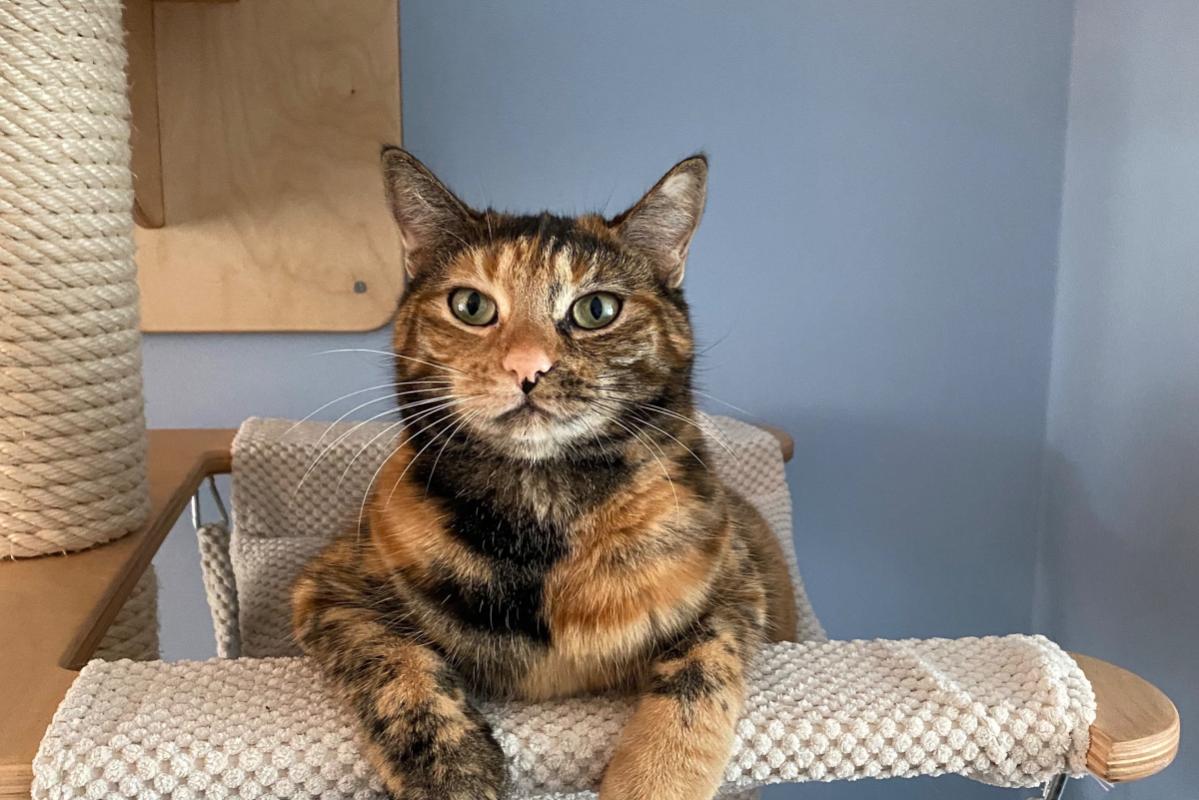 Mimi