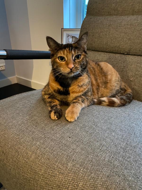 Mimi