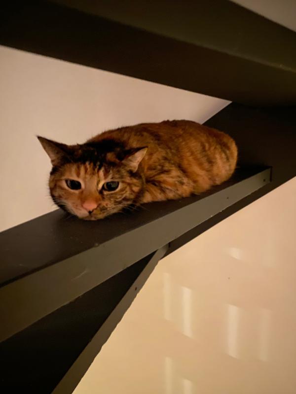 Mimi