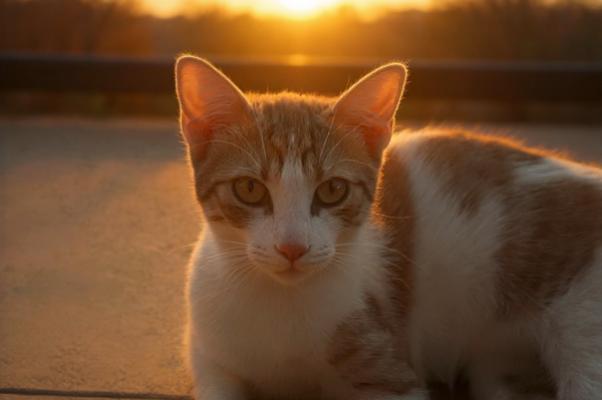 Sunny