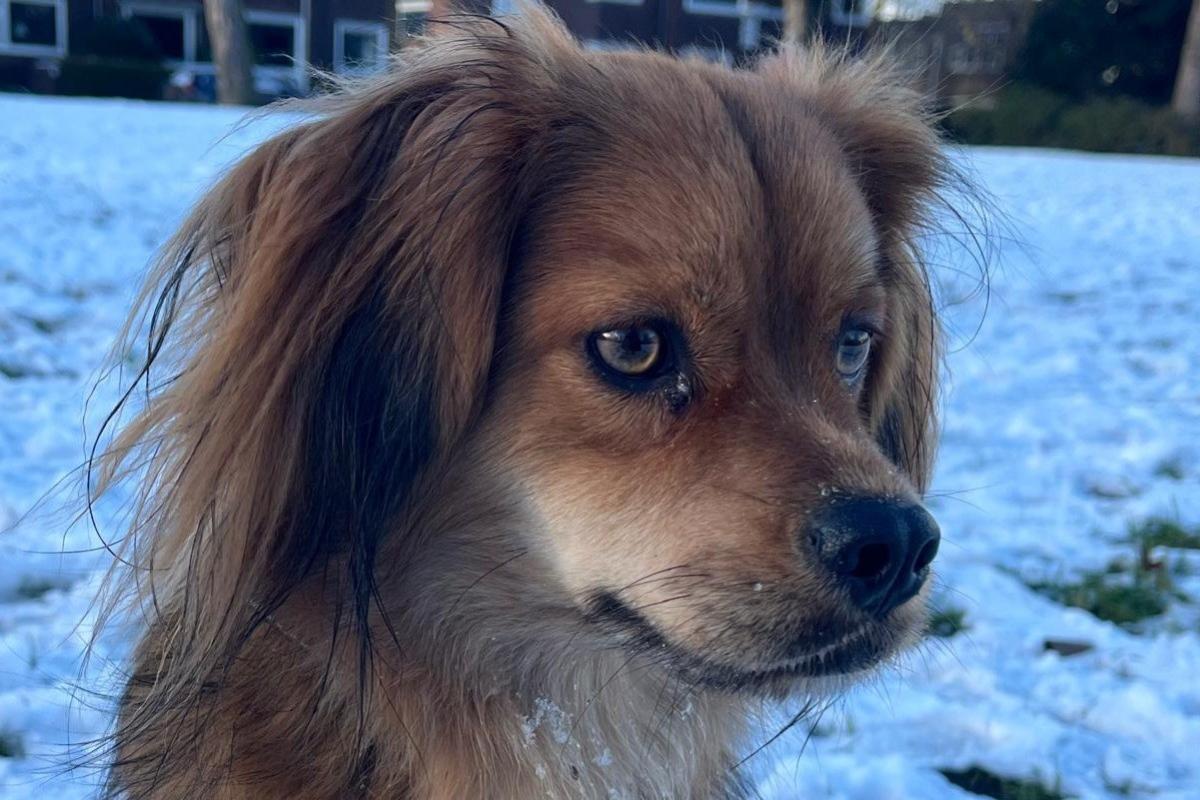 Ollie