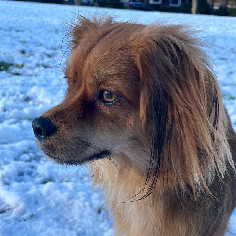 Ollie