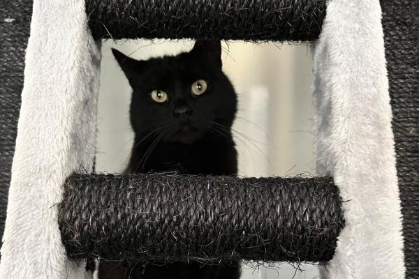 Berlioz