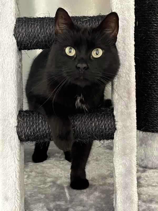 Berlioz