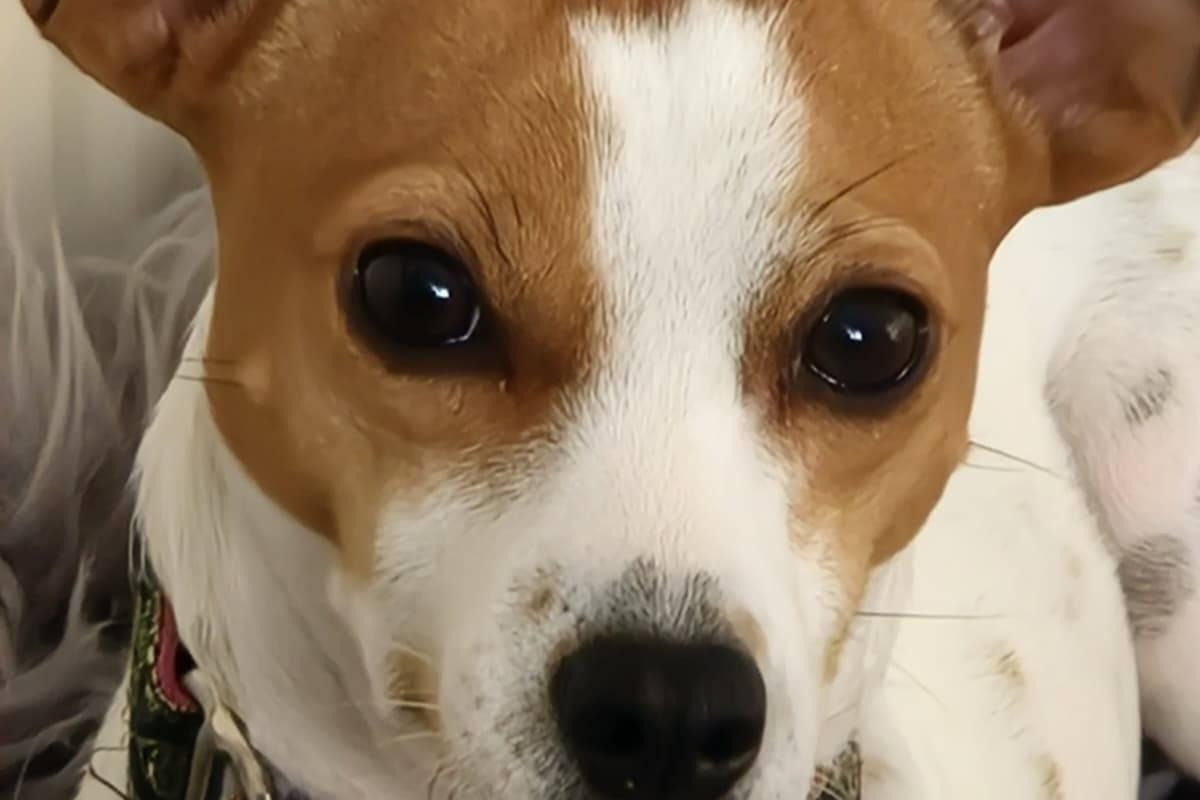 Dezi
