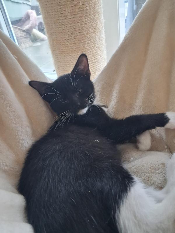 Nova