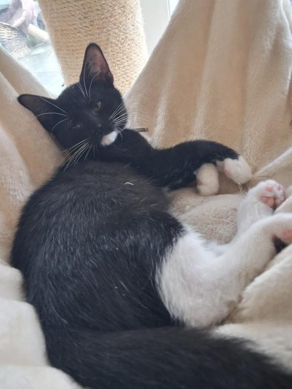 Nova
