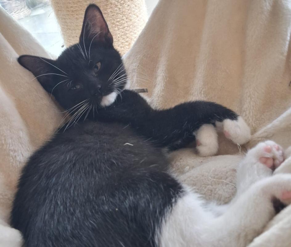 Nova
