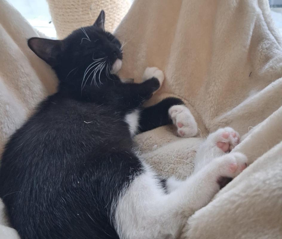 Nova