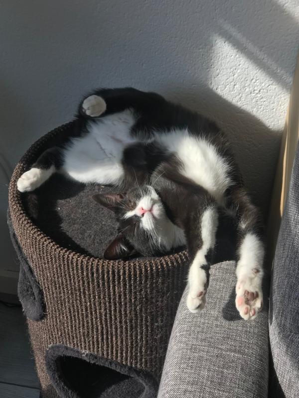 Beau