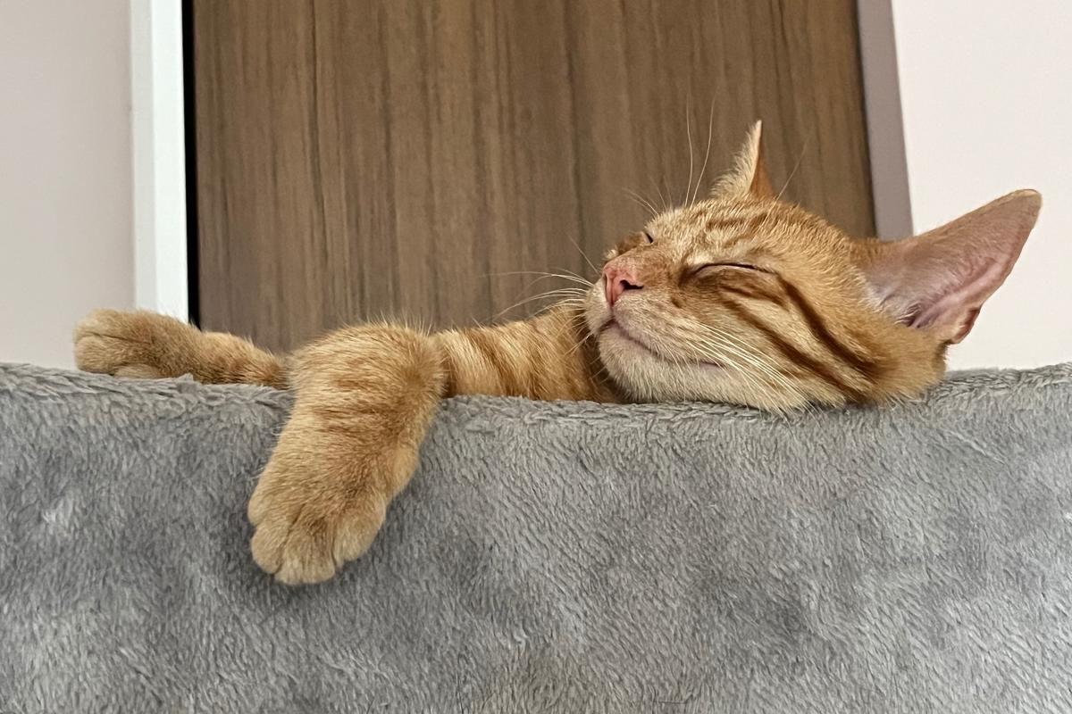 Sam