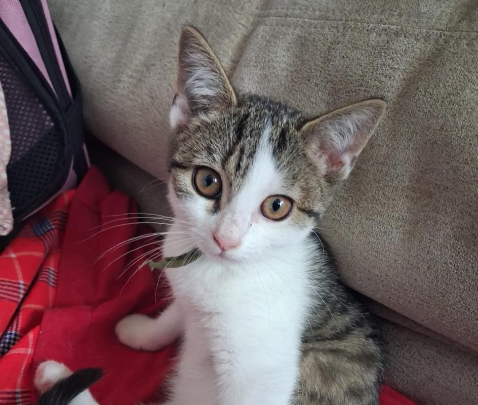 Mila