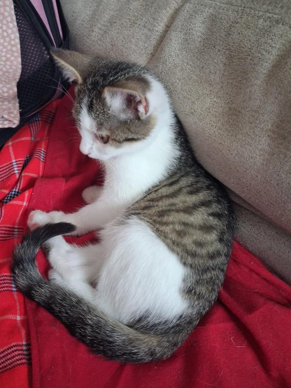 Mila