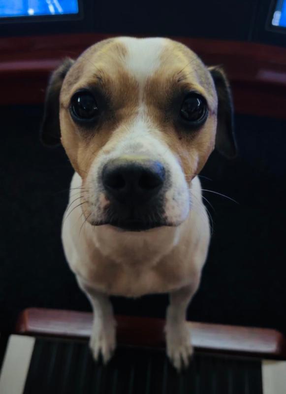 Dobby