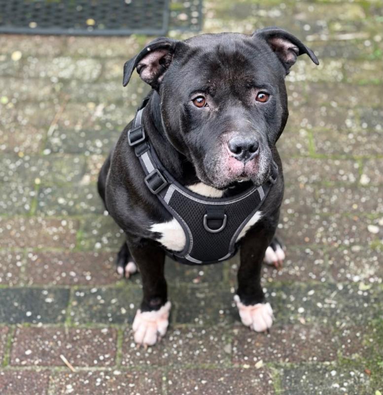 Tyson