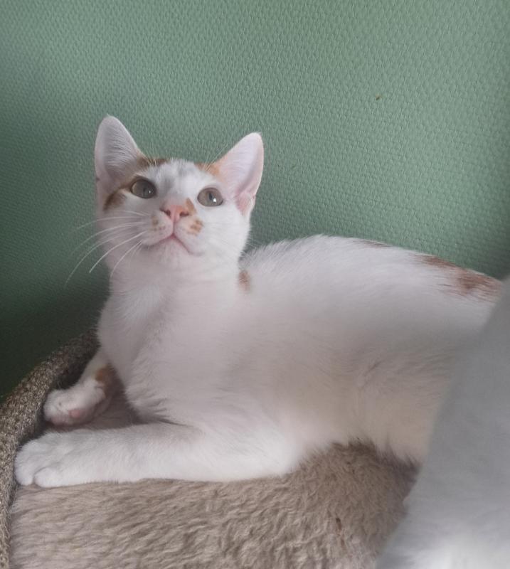 Axel