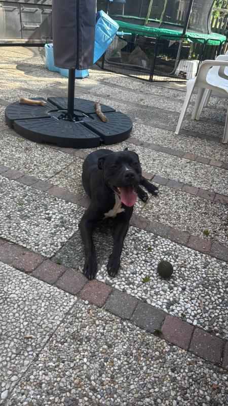 Zazou