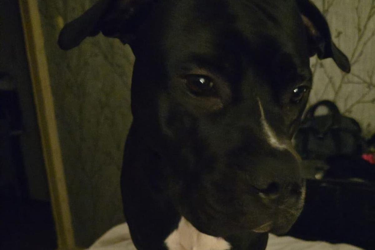 Zazou