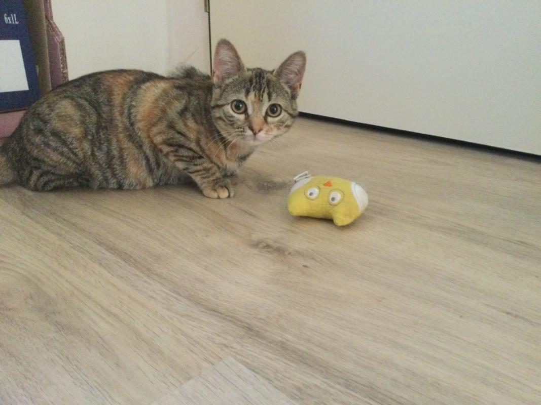 Bella