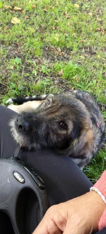 Balou