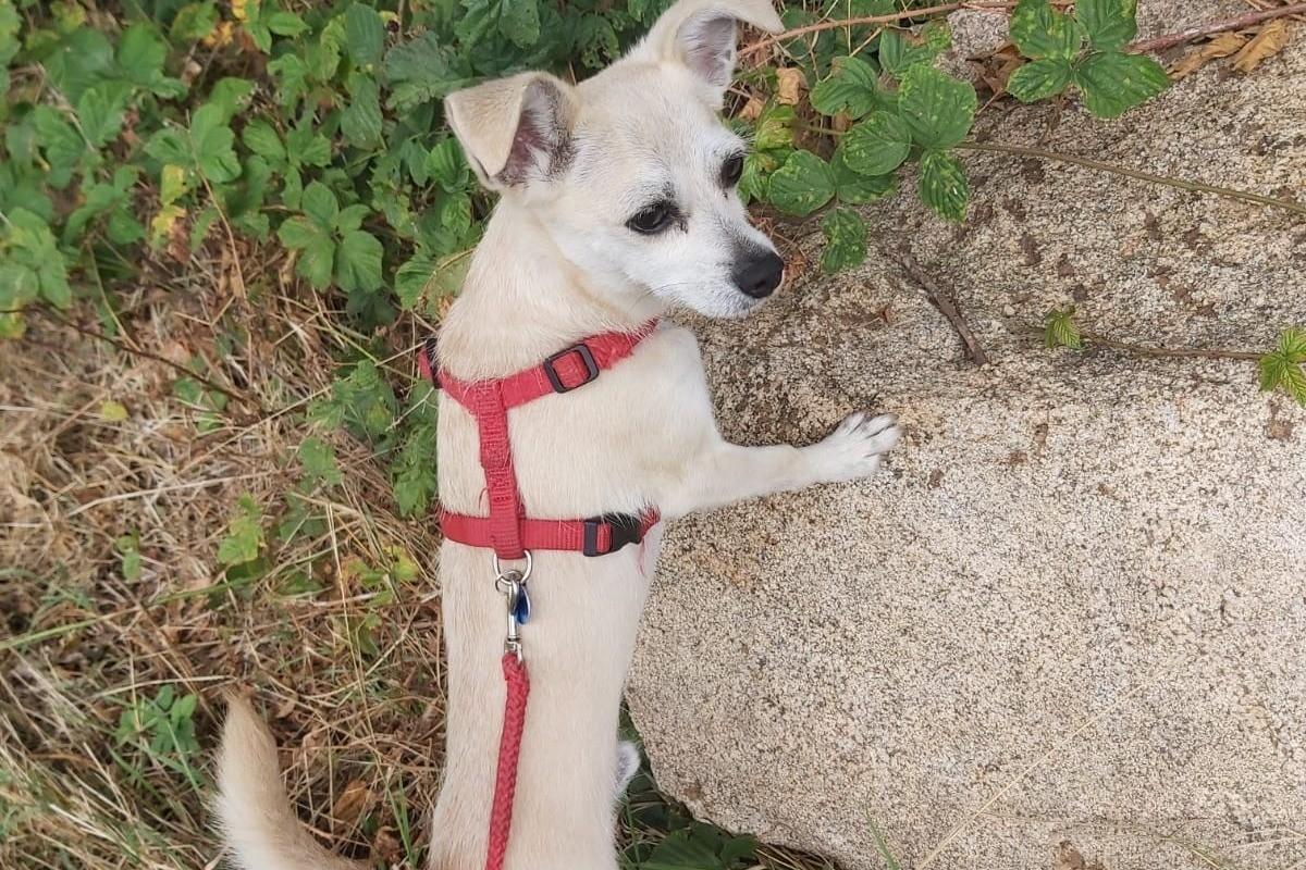 Shiko