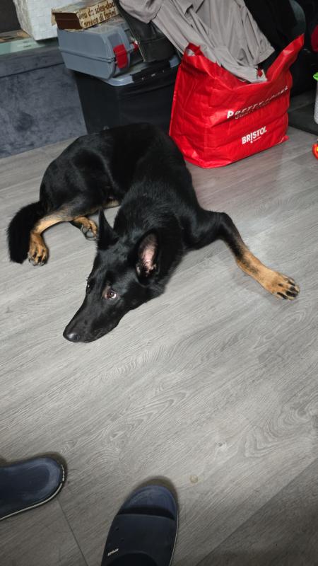 Brody