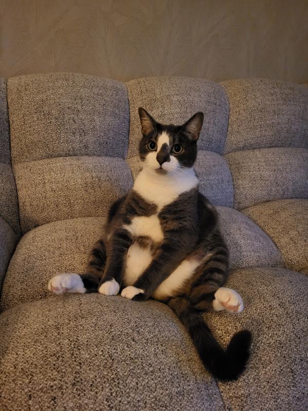 Henk