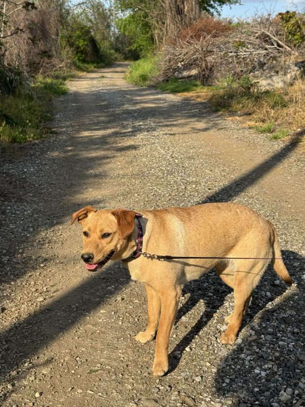 Lola