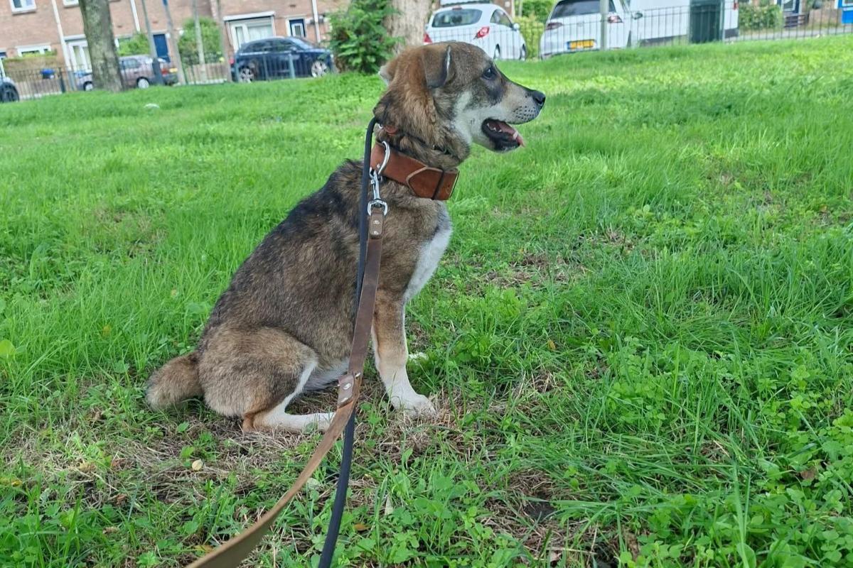 Kenzi