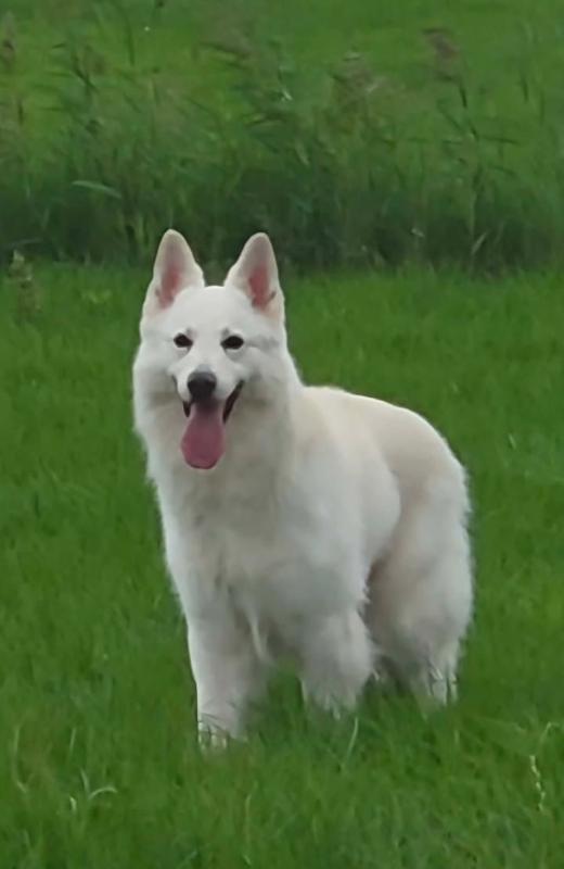 Ziro