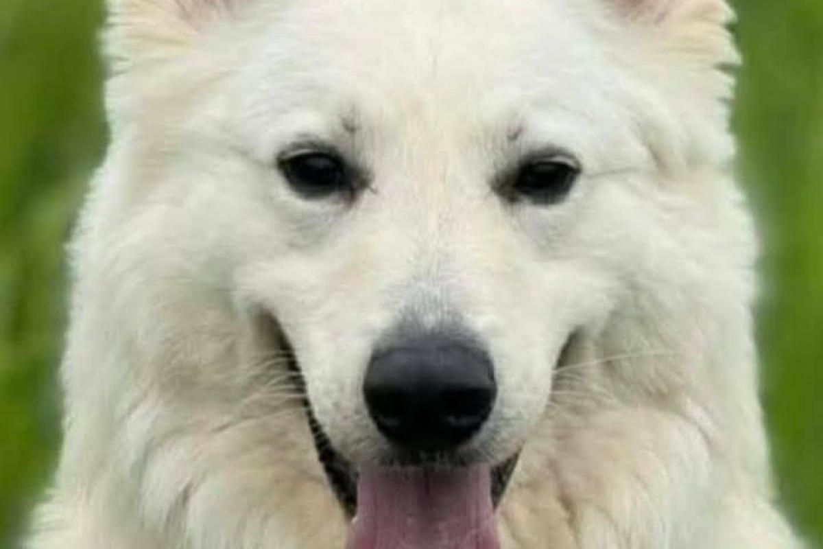 Ziro
