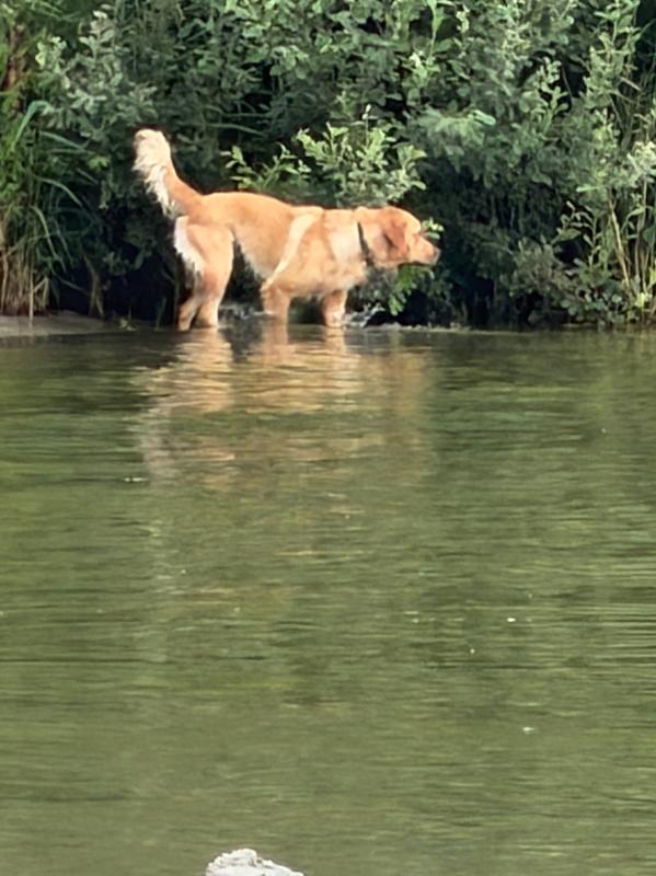 Nala