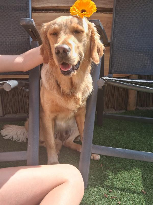 Nala
