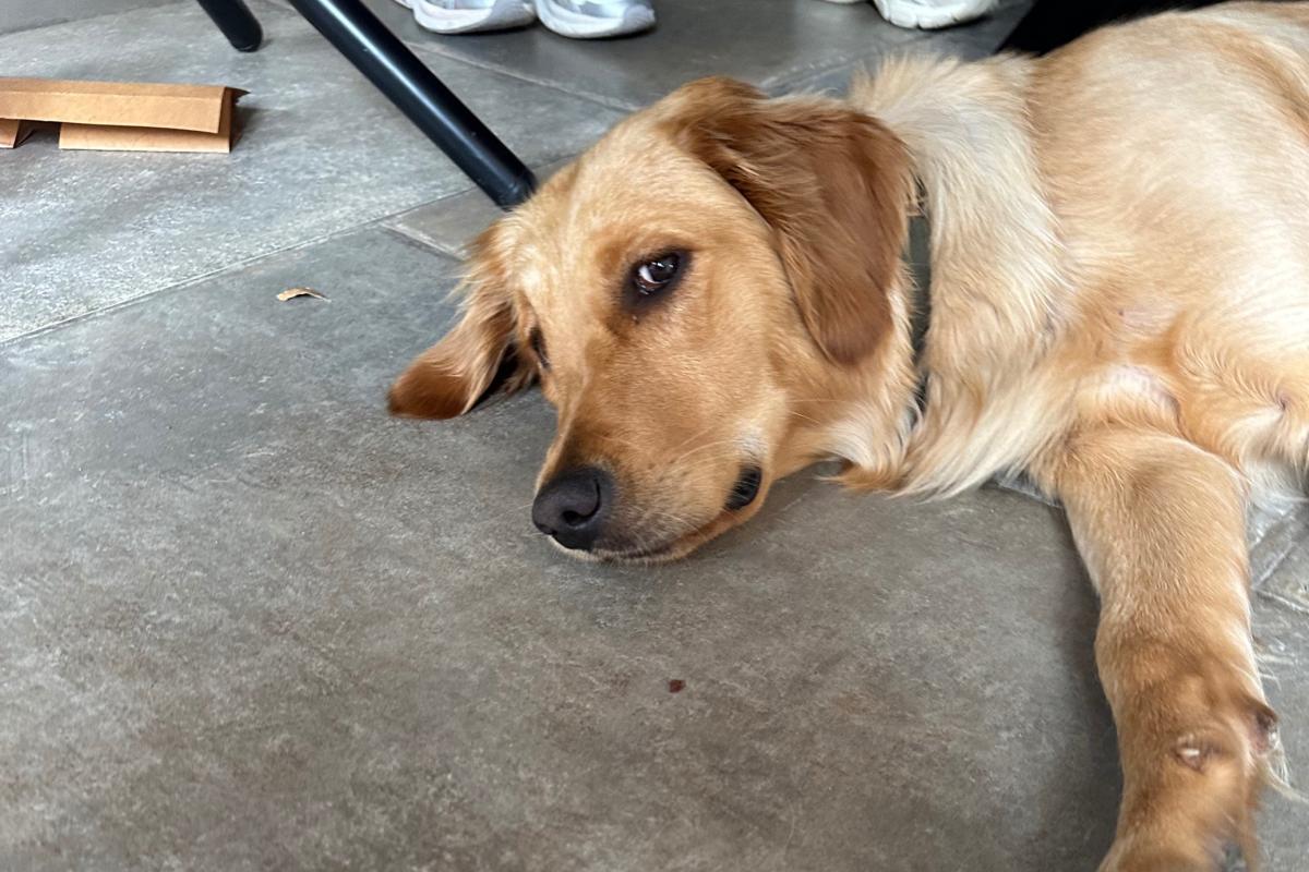 Nala