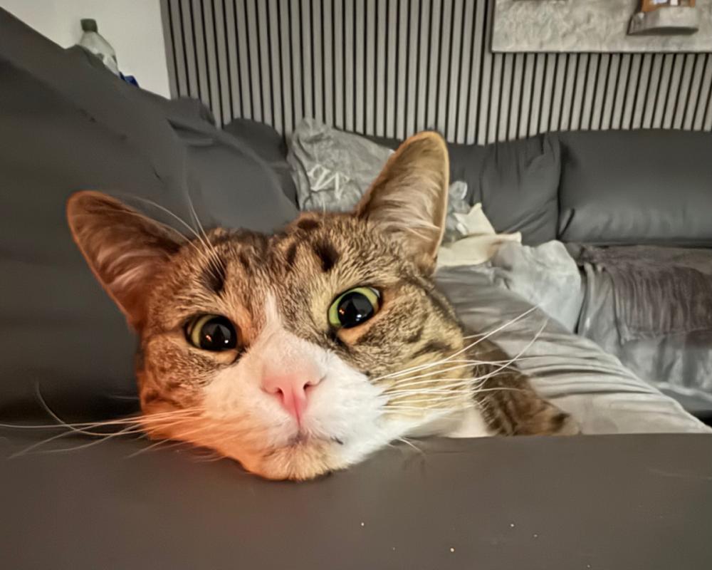 Tom