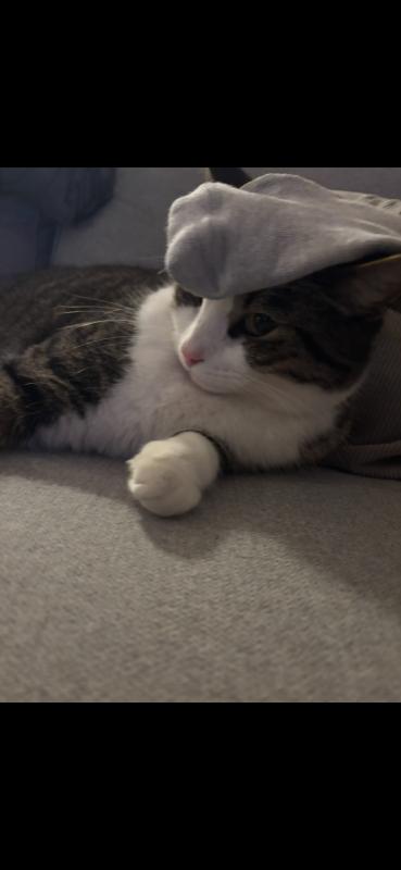 Binkie