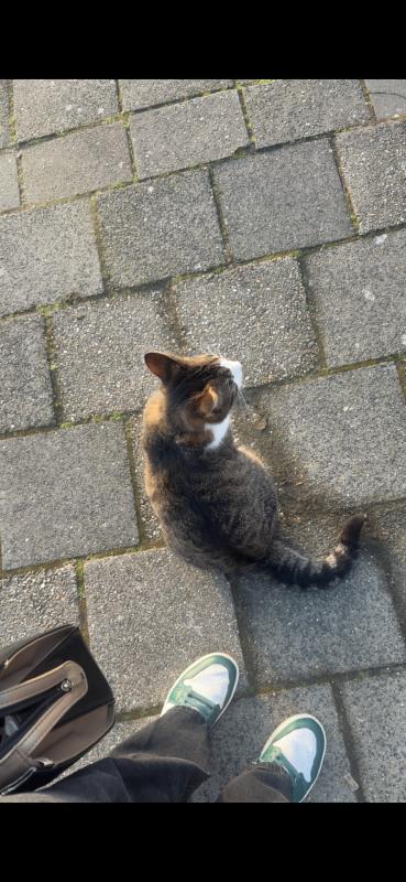 Binkie