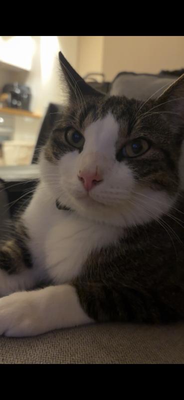 Binkie