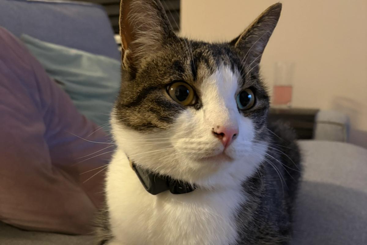Binkie