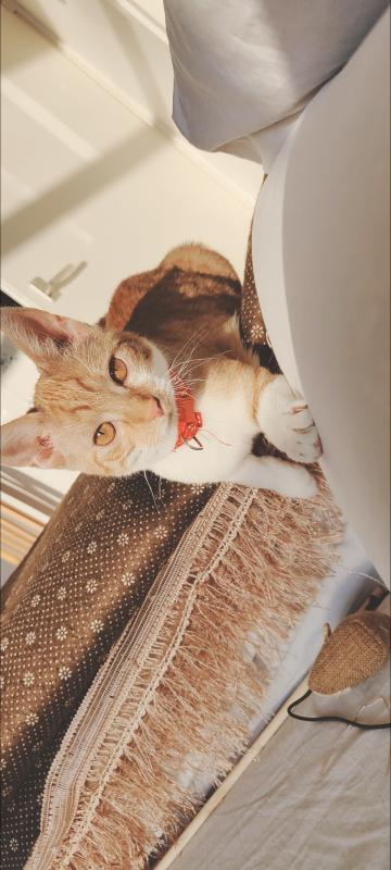 Ilina