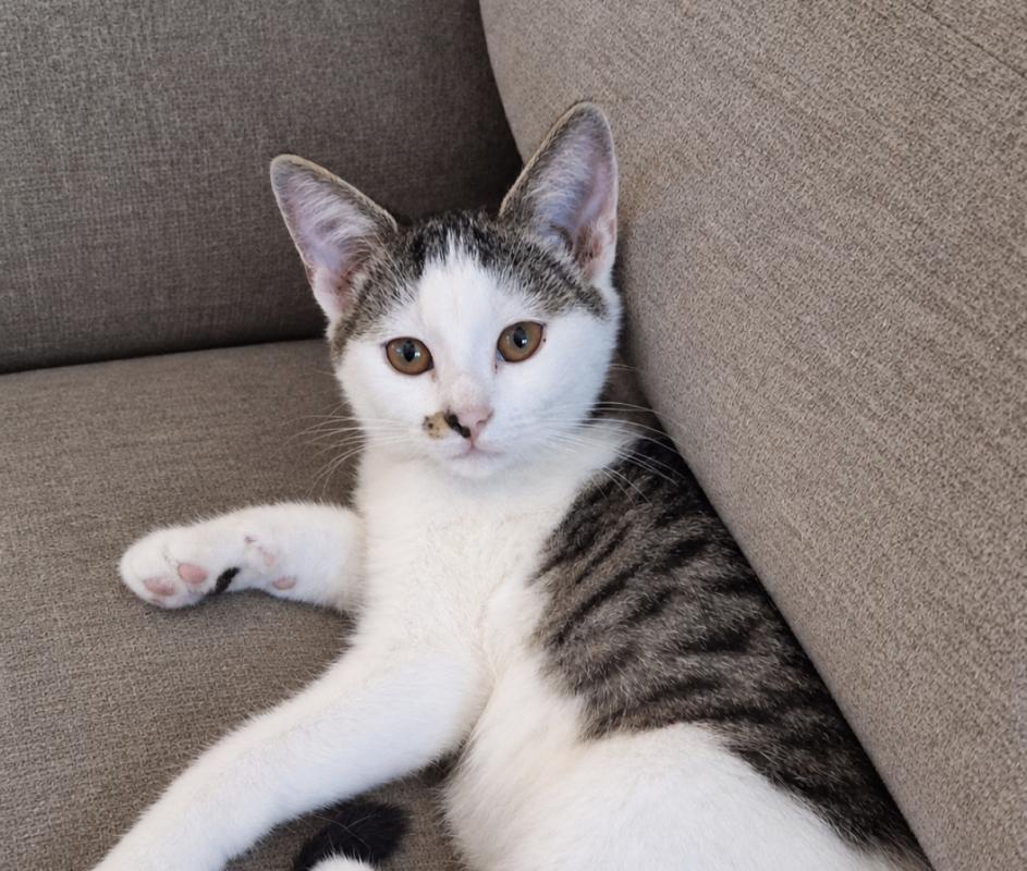 Nala