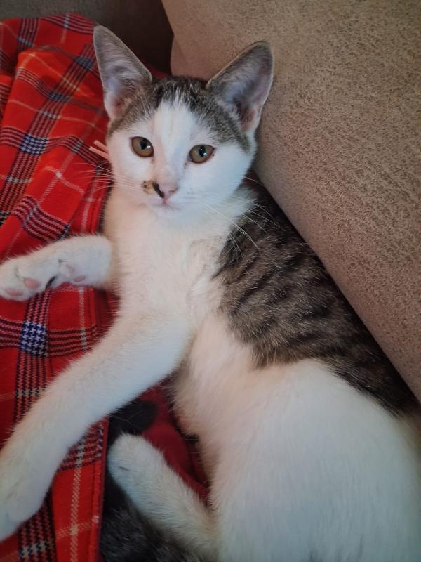 Nala