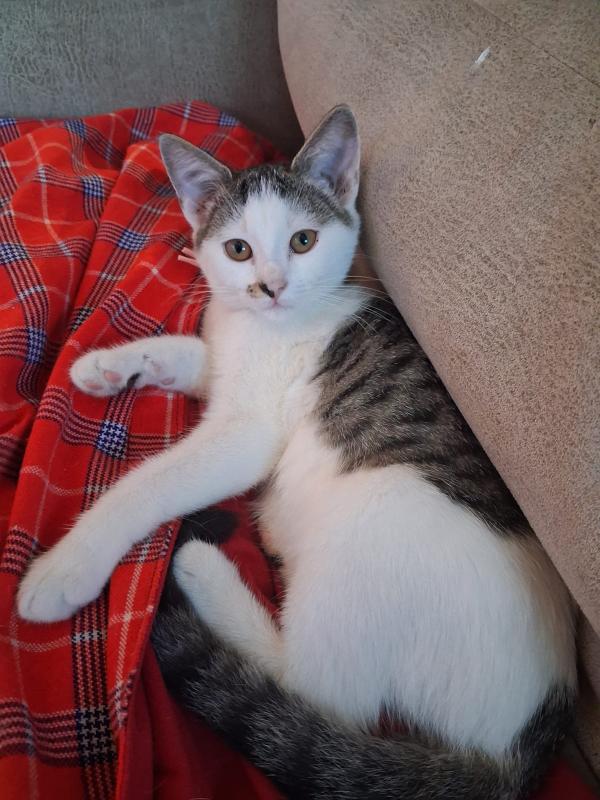 Nala