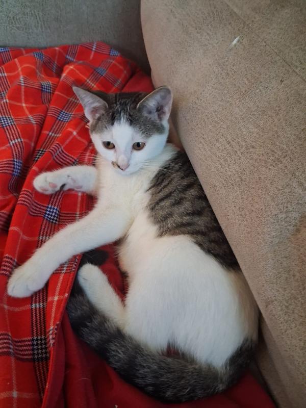 Nala