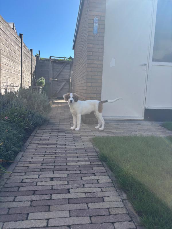 Pippa